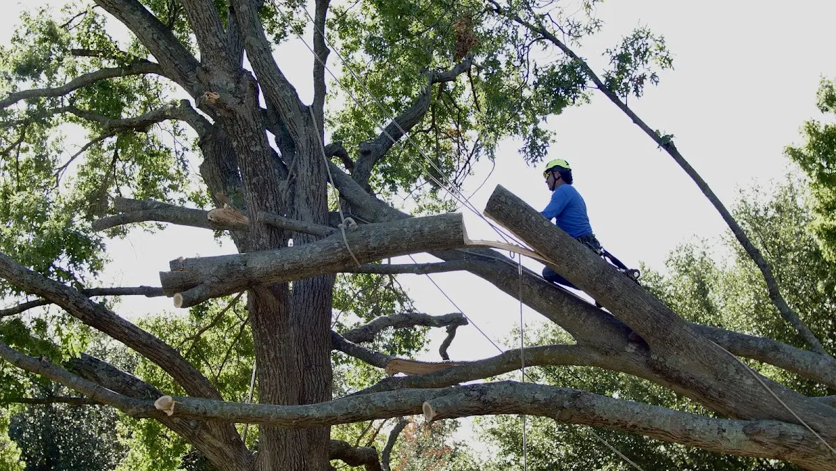 Professional Crown Thinning performed by certified arborists in Hadar