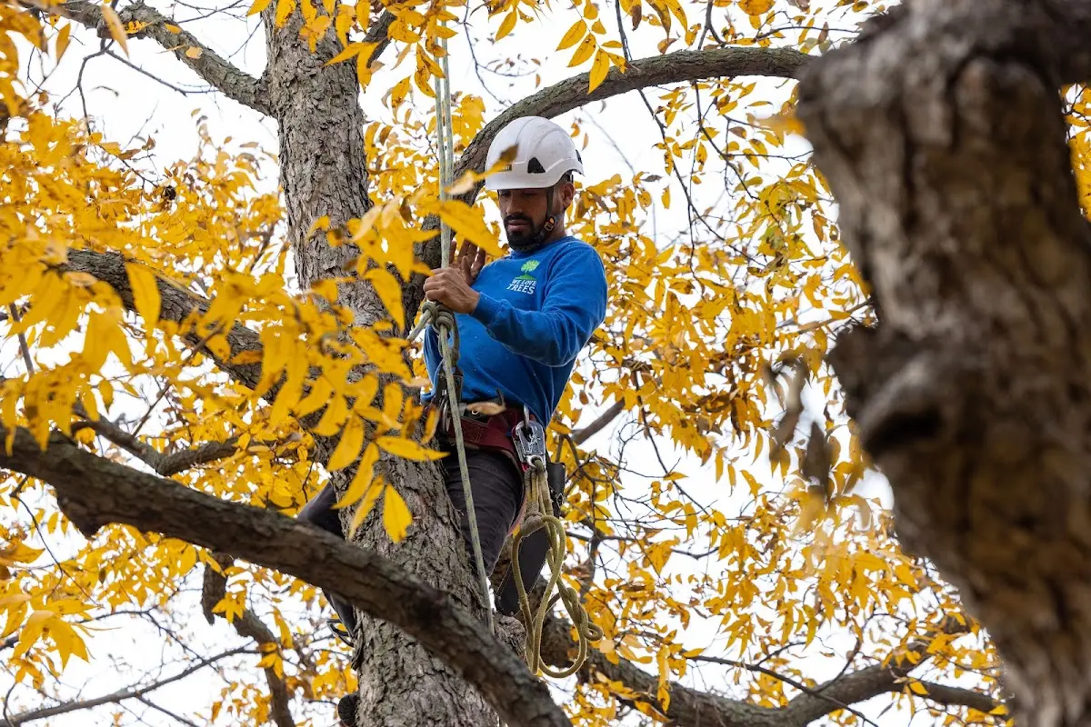 Skilled Tree Trimming crew working in Hadar