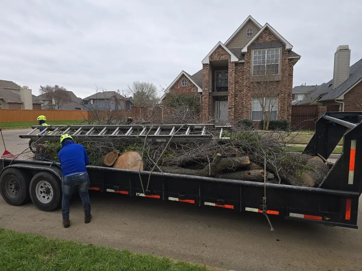 Expert Tree Fertilization with proper safety equipment in Hadar